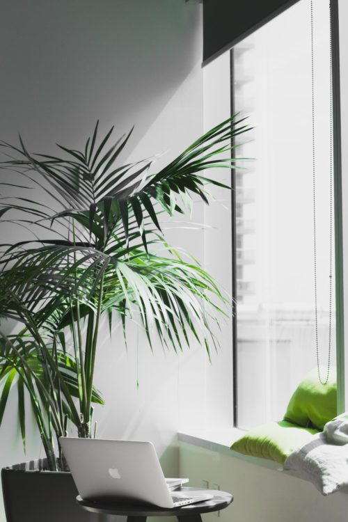 A large, sunny window with a laptop and a palm plant next to it.
