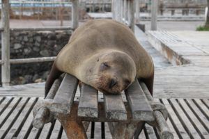 A seal asleep on a boardwalk bench.