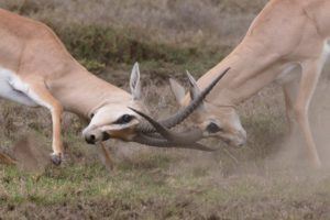 Two fighting antelopes grapple each other with their horns.