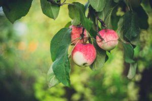 A picture of ripening apples on a tree.