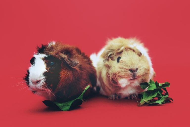 Two fluffy guinea pigs with greens in front of them. They are against a red background.