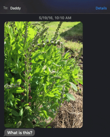 GIF of text messages from a Father who is asking about the names of plants and animals.